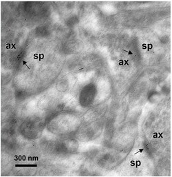 MilliporeSigma Mouse anti-pan-AMPA receptor (GluR1-4), Clone: 2D8, 100&mu;g:Antibodies,